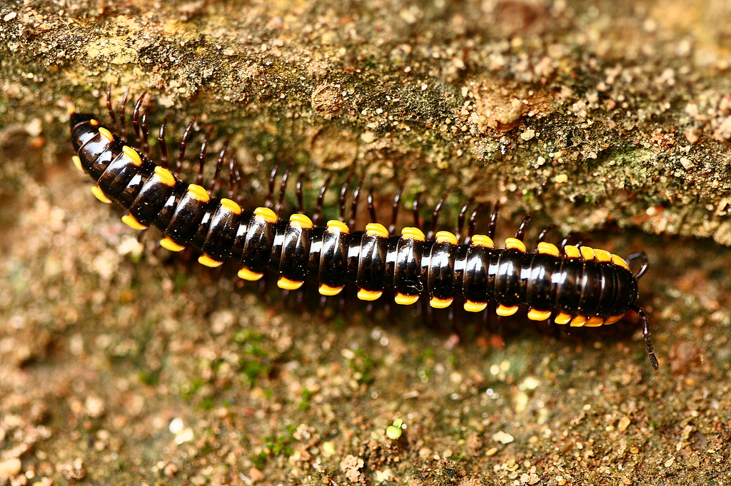 Представитель Семейства Paradoxosomatidae